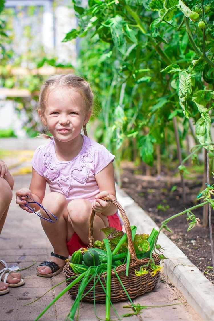 حديقة-خلق-أطفال-حصاد-خضروات-سناك-خيار-ثوم المعمر