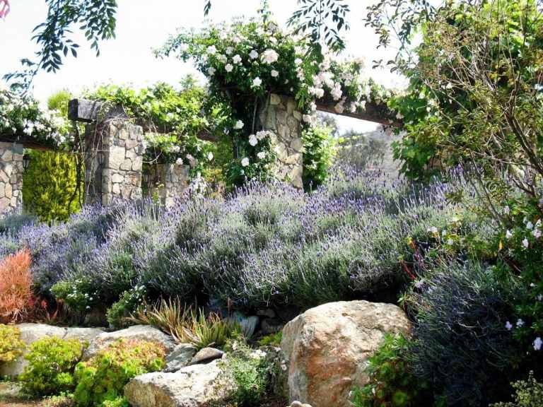 حديقة-إنشاء-منحدر-تصميم-لافندر-أحجار الورود المتسلقة