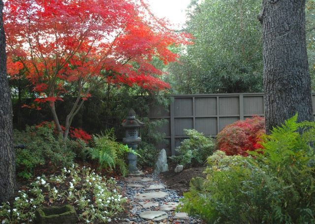 النباتات المعمرة القيقب على الطريقة اليابانية تربة الحجر الطبيعي مسار حديقة منزل الطيور