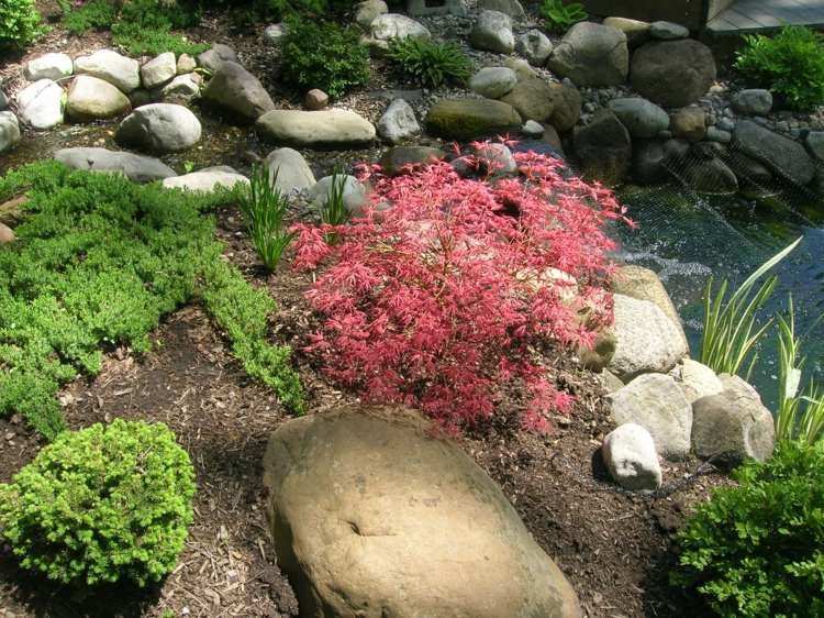 تصميم حديقة القيقب الأحمر يترك لهجة حديقة صخرة شرقية