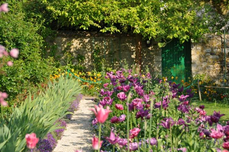 ألوان تصميم الحدائق - زهور الأقحوان - بنفسجي - جدار - ريفي - غريسير