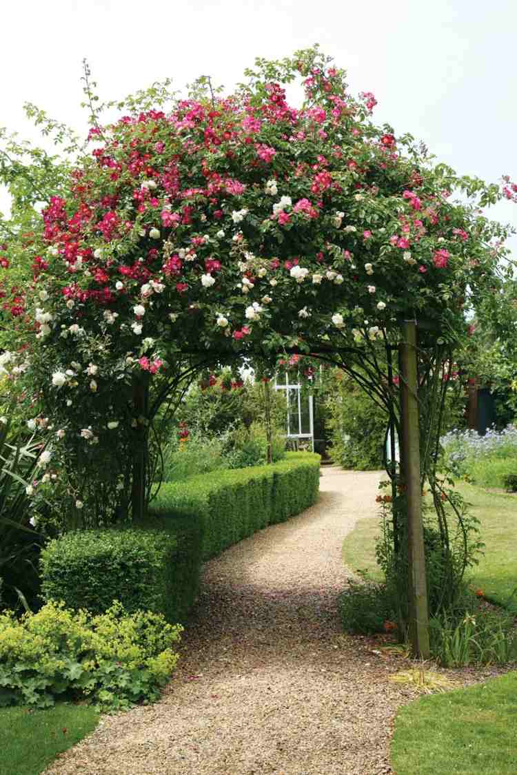تصميم - حديقة - قوس - بناء - عريشة - تسلق الورود - وردي - أبيض - سياج