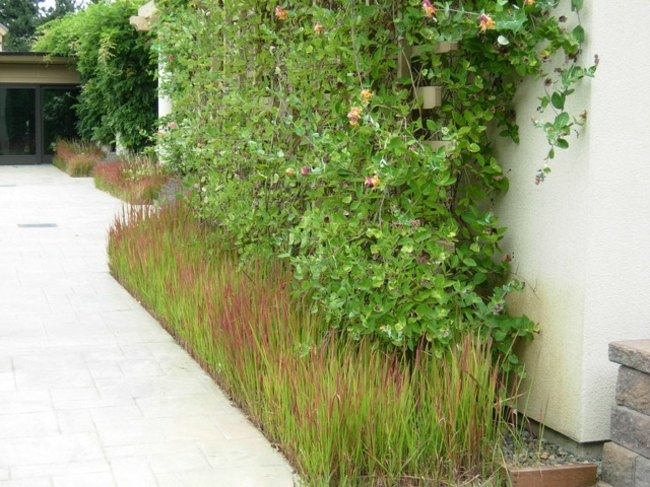 طويل القامة العشب النباتات تسلق بلاطة