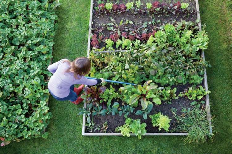خطة حديقة إنشاء سرير نباتي نصائح للعناية