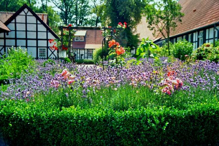 خطة حديقة منزل نصف خشبي زهور البقس الأرجواني