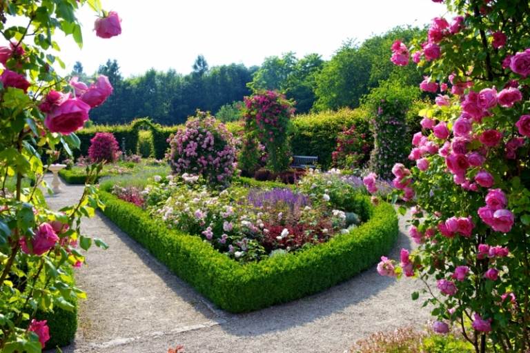 تخطيط حديقة الورود الديكور شجيرات التحوط الوردي