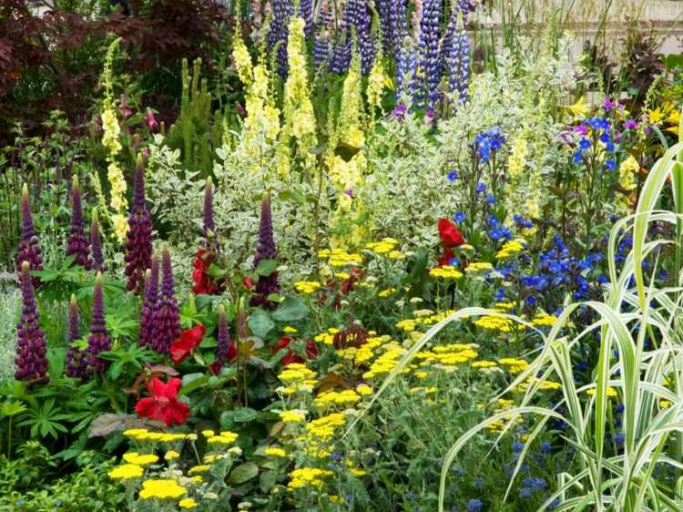 حديقة-تصميم-صور-سرير زهور-اصفر-ازرق-جريسير-افكار-ميدوز