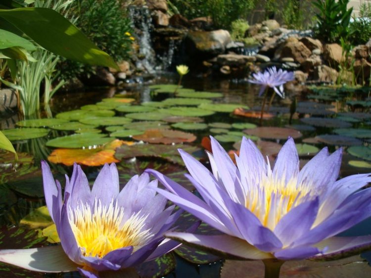 زنابق الماء الأرجواني حديقة بركة بناء تصميم ميزة المياه الخاصة بك