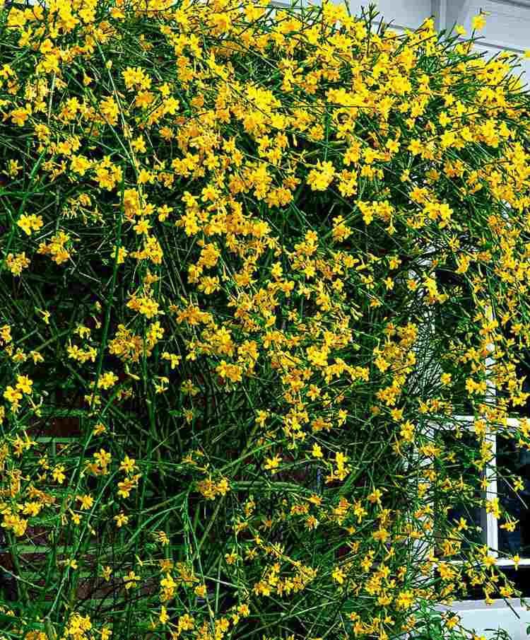 الشجيرات الصفراء كالسراويل المبكرة - يزهر الياسمين الشتوي الأصفر (Jasminum nudiflorum) في الشتاء