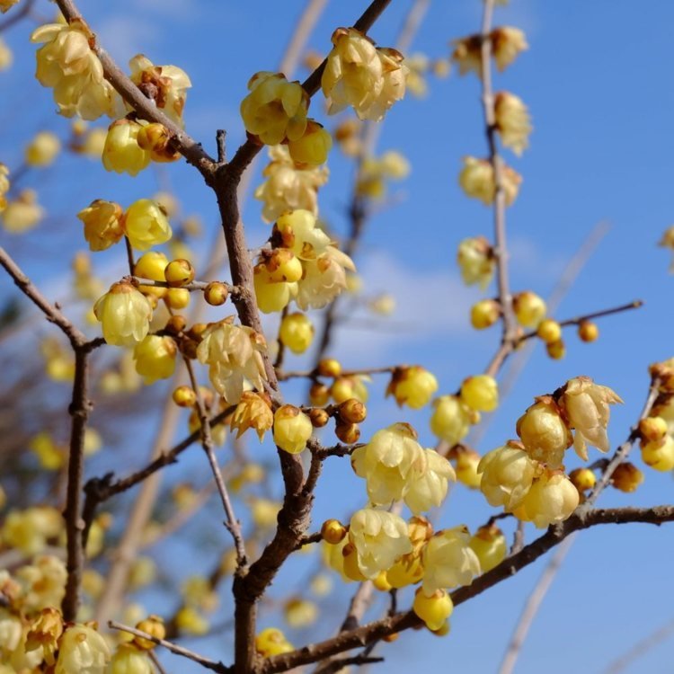 تحصل زهرة الشتاء الصينية (Chimonanthus praecox) على زهور صفراء في الشتاء