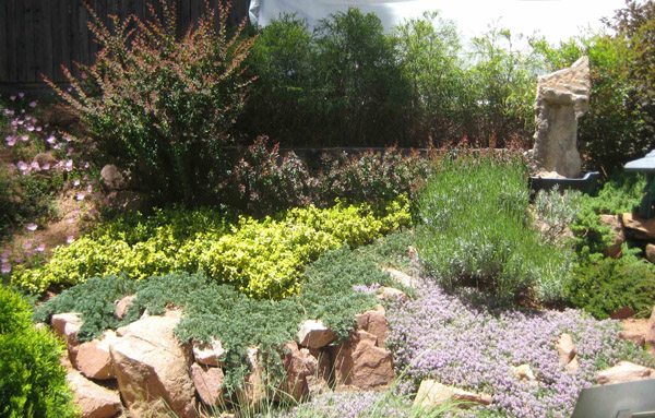 توفير المياه في النباتات الحجرية الغطاء الأرضي الحديقة