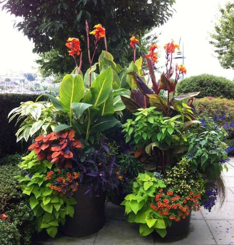 مجموعات نباتات كبيرة - زراعة - ملونة - نباتية
