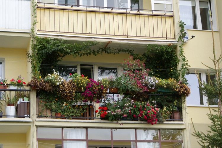 البستنة على نباتات التسلق صندوق زهور الشرفة