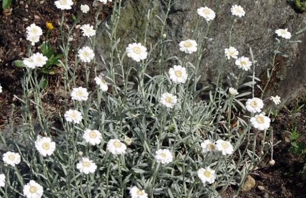 أنواع نباتات حديقة الصخور Achillea ageratifolia-Silbergarbe