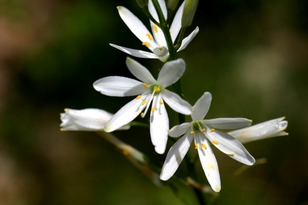 نباتات لزهرة Anthericum-liliago المحبة لظلال الحدائق