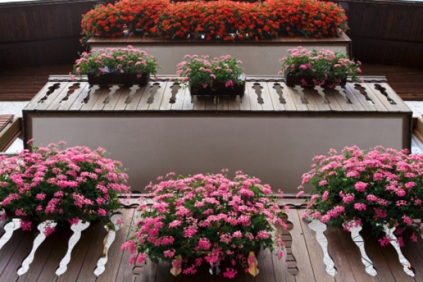 أزهار وردية نباتات الشرفة المعطرة تزين الشرفة