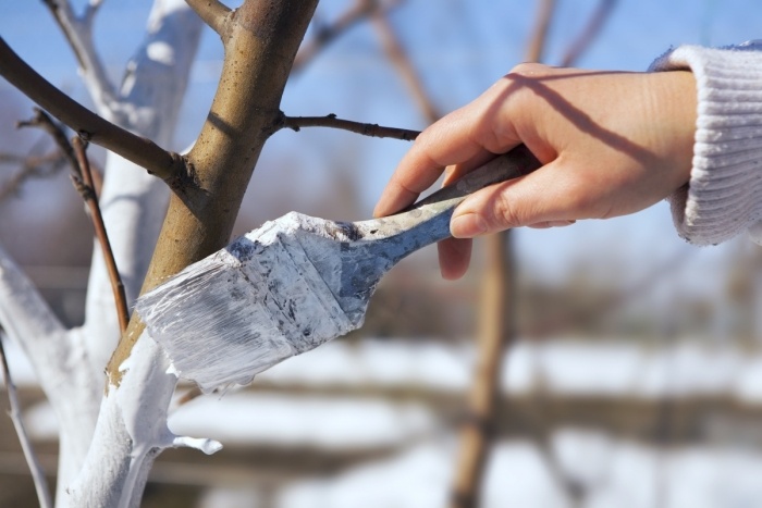 طلاء بستان في كانون الثاني / يناير أشجار الفاكهة البيضاء أضرار الصقيع