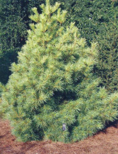 Nopeasti kasvavat havupuut pensasaidoille - Weymouth Pine