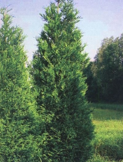 Nopeasti kasvavat havupuut pensasaidoille - Thuja taitettu jättiläinen