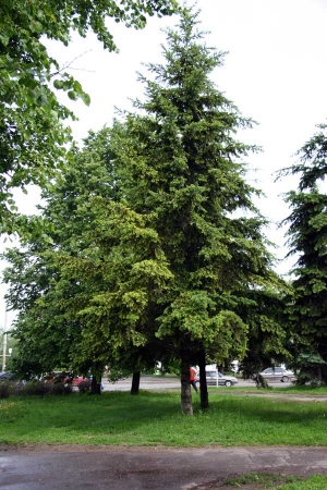 עצי מחט הגדלים במהירות לגדרות