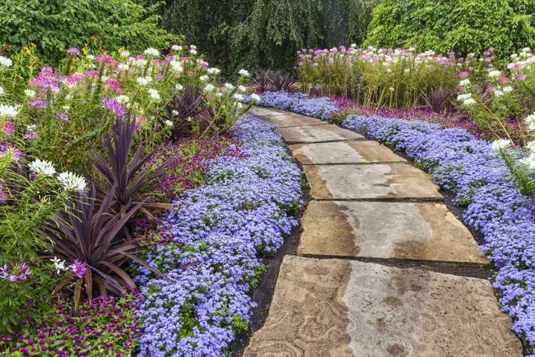 تصميم حديقة - القليل من المال - نباتات معمرة - غطاء أرضي - أزهار