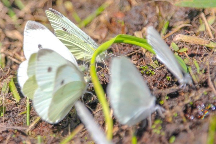 الفراشات الفراشة البيضاء الصغيرة الملفوف في الحديقة تلقيح الحشرات