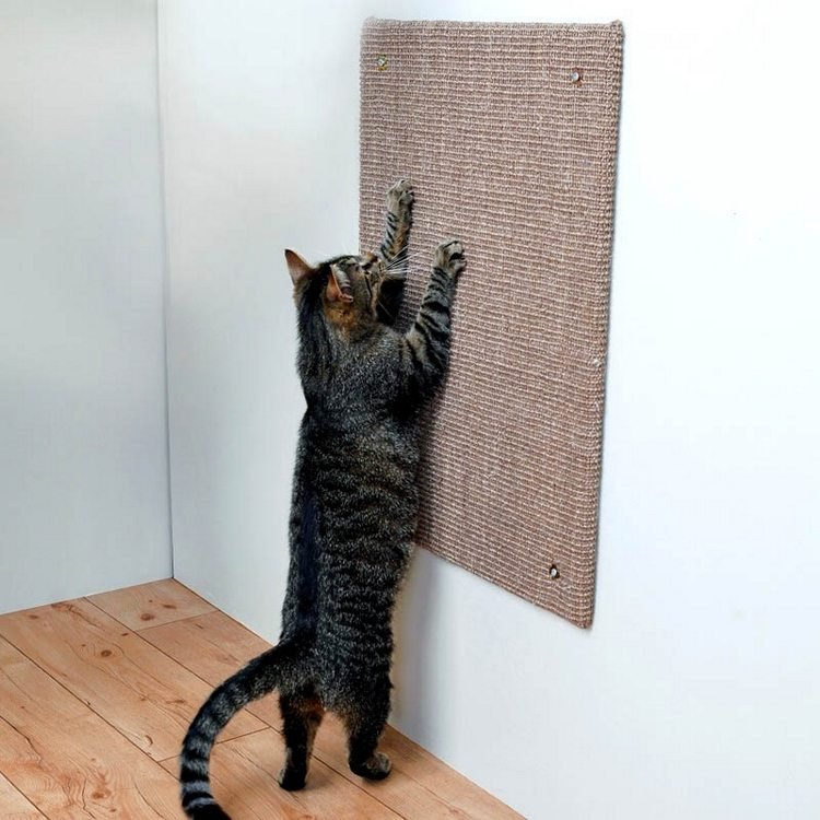 قطة تخدش لوحة مغطاة بالسيزال متصلة بالجدار