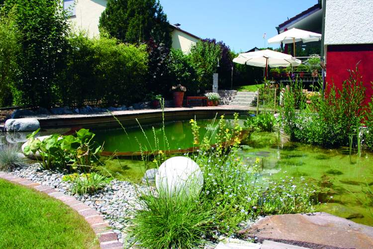 تصميم حديقة مع بركة سباحة مائية ونباتات حوض سباحة طبيعية