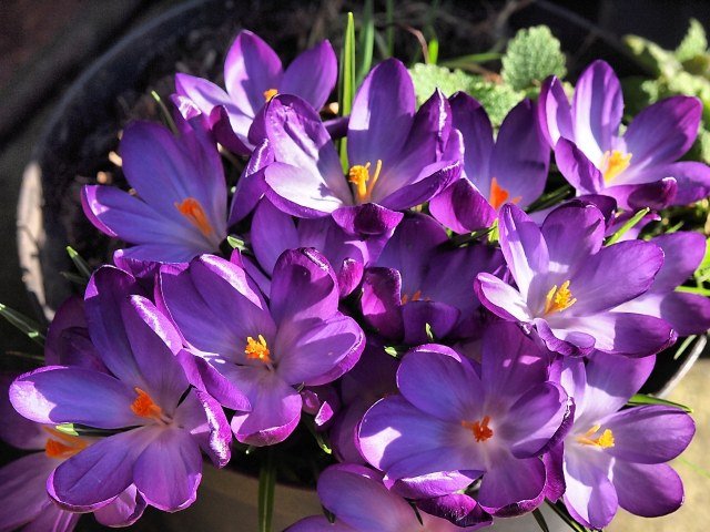 الزعفران في إناء للزهور زهور الربيع منزل الديكورات النباتية