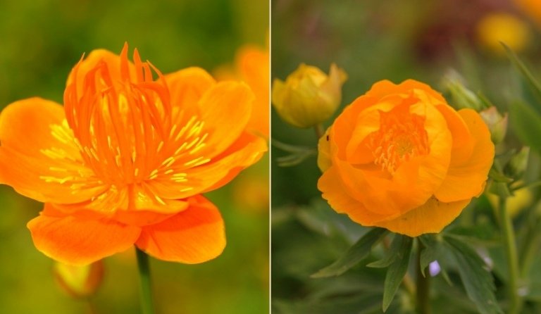 هناك نوعان من زهرة الكرة الأرضية (Trollius chinensis) مع أزهار برتقالية - أورانج غلوب وجولدن كوين
