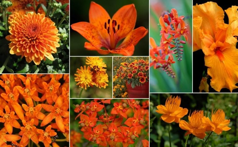 النباتات المعمرة المزهرة البرتقالية لتصميم الحدائق بألوان دافئة