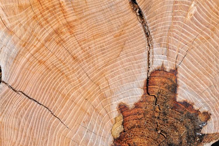 الخشب الصلب الجدول الشقوق-knotholes-الحبوب