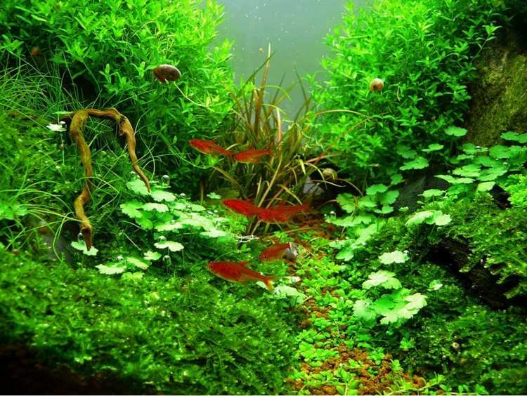 قم بإعداد أفكار لحوض السمك اختر النباتات المائية