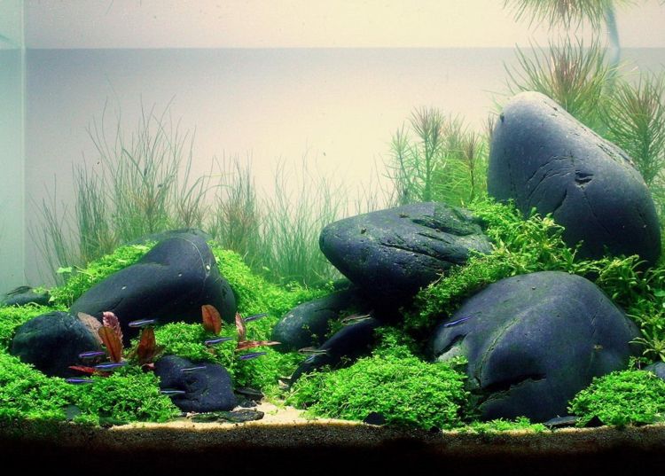 تجمع أفكار الحجارة النباتات المائية