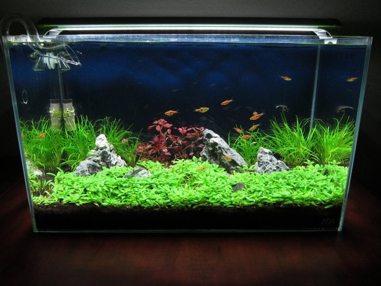 نانو-أكواريوم-إعداد-تعليمات-أسماك-نباتات-محبة للمياه-مناظر طبيعية-تحت الماء