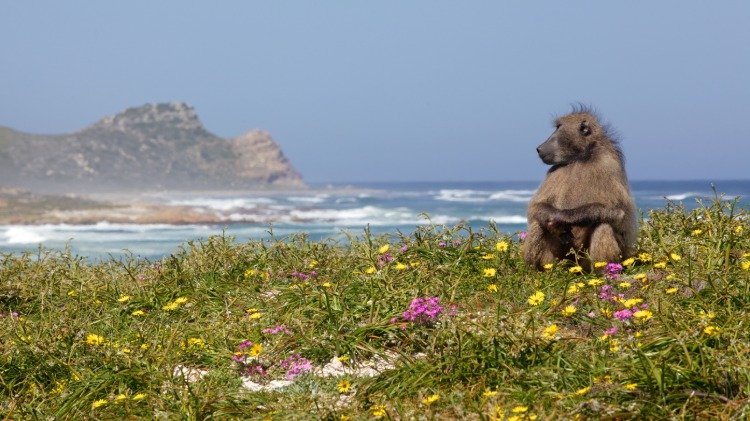 قرد الدب يجلس في مروج مزهرة بجوار رأس الرجاء الصالح في إفريقيا خارج موسم 2020