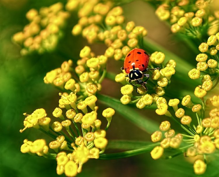 الكائنات الحية المفيدة في الحديقة تجذب الخيار- dille-anethum-gravolens-ladybug