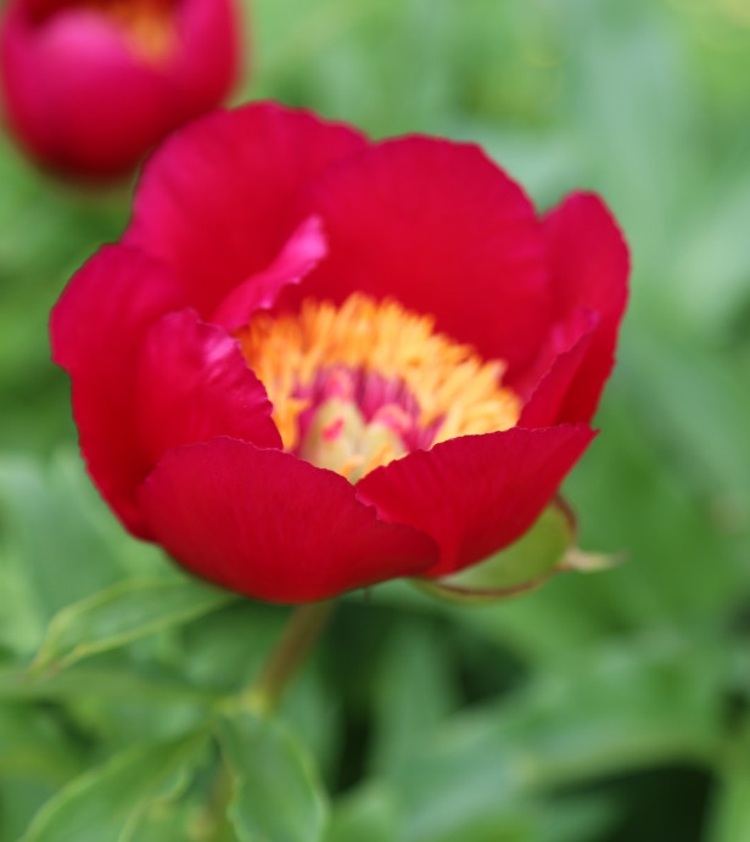 زهور الفاوانيا-حديقة-شراء-جيمس-كروفورد-ويجولين-الذهب الأحمر-الزهور