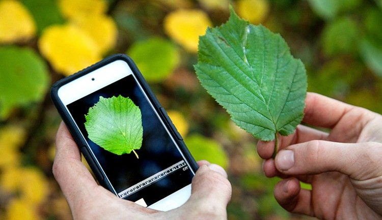النباتات تحدد -App-Technology-Discover-Information