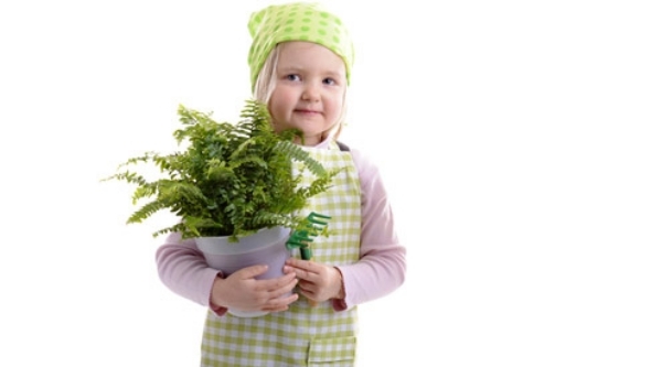 نباتات الهواء النقي بأنواع مختلفة من الأطفال الصغار