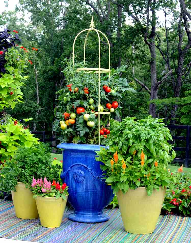 نباتات-ضد البعوض-العلاجات المنزلية-طماطم-ريحان-محفوظ بوعاء-أواني الزهور