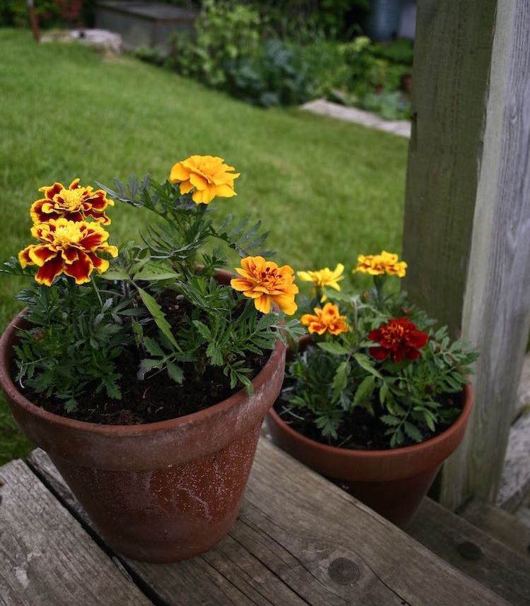 نباتات - ضد البعوض - العلاجات المنزلية - تاجيتس - زهور - بوعاء - نباتات