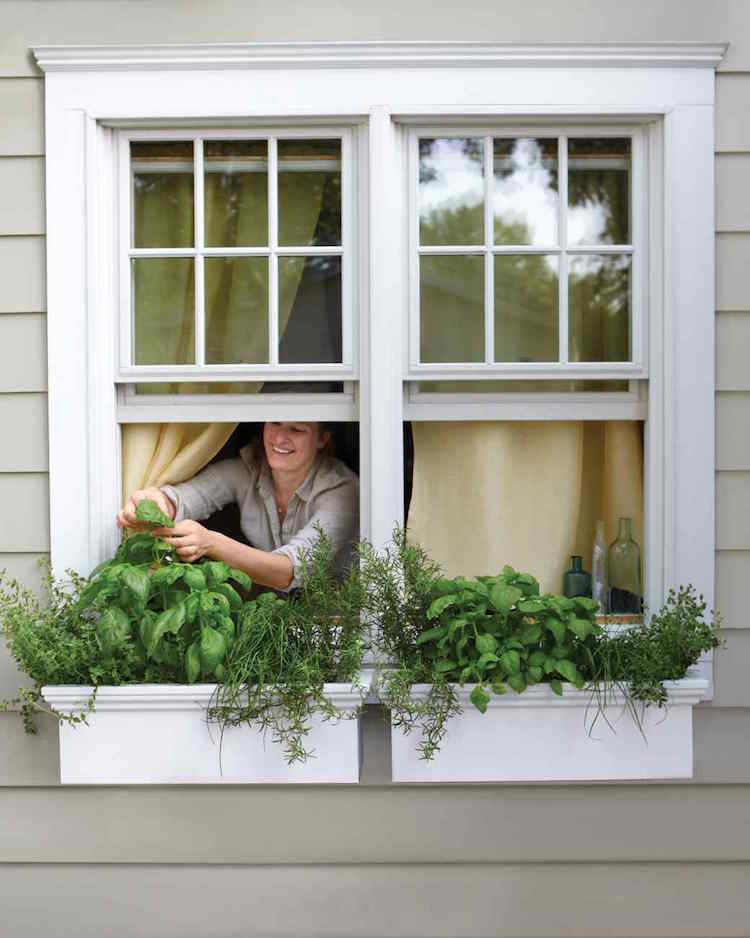 نباتات-ضد البعوض-العلاجات المنزلية-عشب الحديقة-النافذة-الريحان