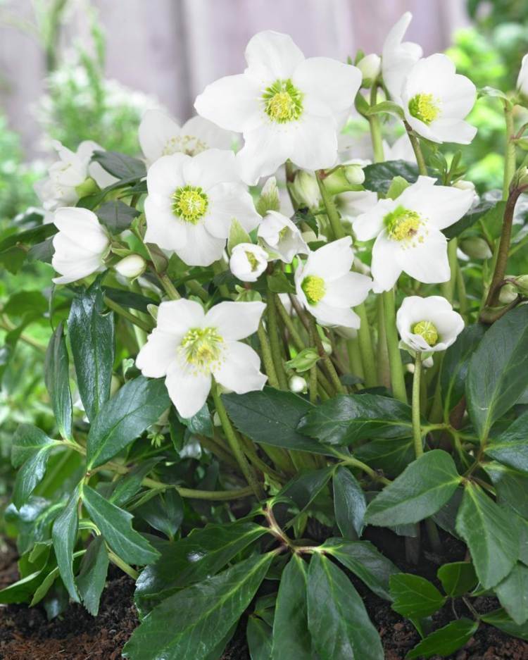 رعاية النباتات الأبيض المسيح روز نصائح الحماية من المرض