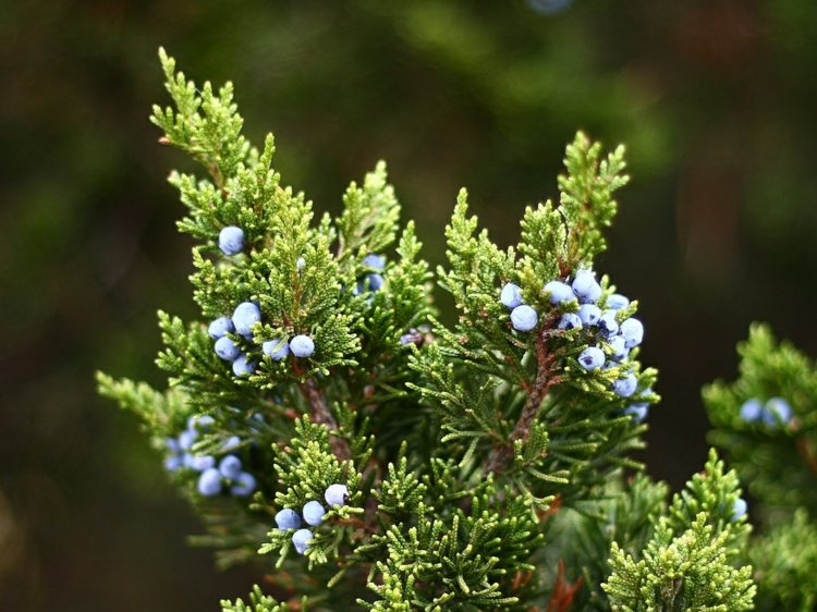رعاية نباتات العرعر التوت الأزرق حماية حديقة الديكور