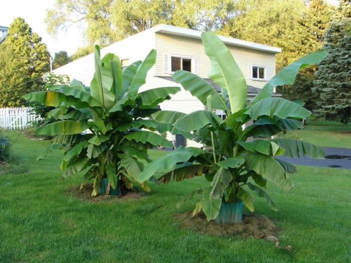 رعاية نباتات الموز نصائح تصميم حديقة استوائية