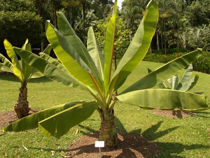 رعاية نباتات الموز معمرة يترك تصميم الحديقة