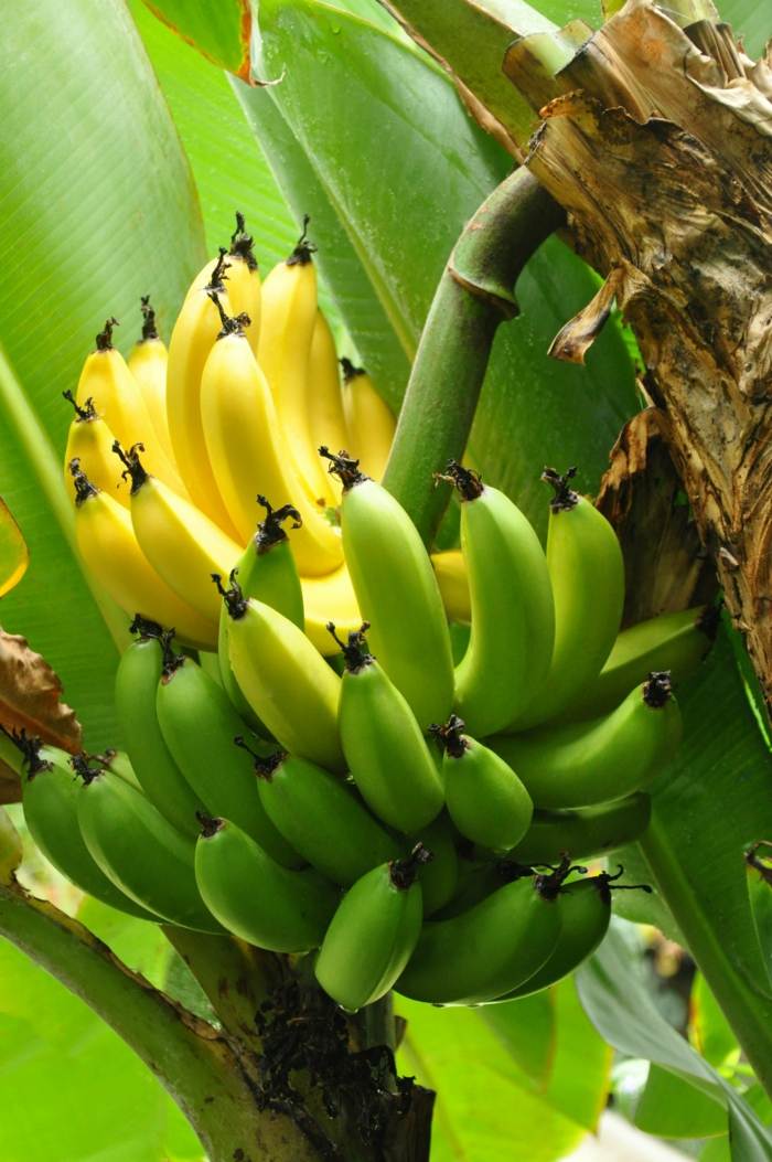 رعاية نباتات الموز نصائح زراعة استوائية للفاكهة
