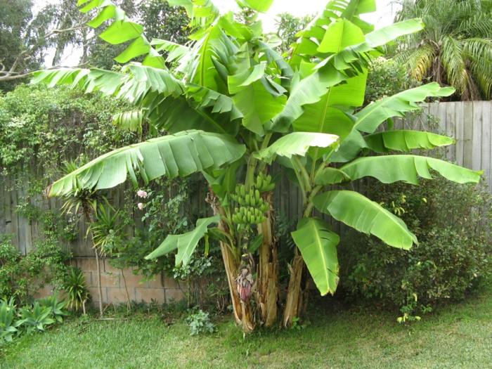 شجرة الموز يترك حديقة غريبة تصميم الرعاية
