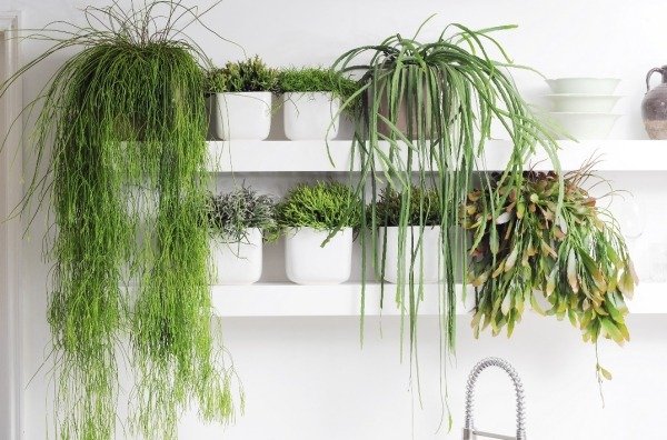 نصائح العناية بالنباتات الداخلية - مجموعة متنوعة من أرفف الحائط الخضراء وأواني الزهور المعلقة